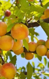 فروش نهال زردالو جهانگیری گلدانی