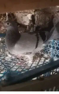 جوجه سبز مسافتی اصل