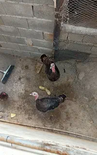 بوقلمون ومرغ و خروس محلی