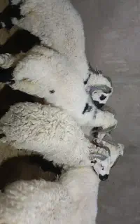 بره پلواری