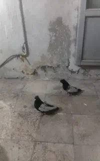 کفتر قارا سیاه