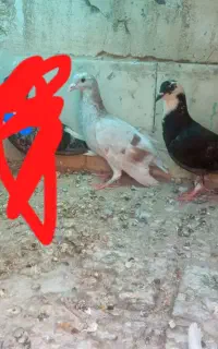 کبوتر