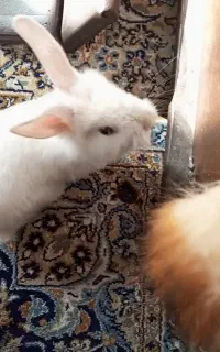 خرگوش
