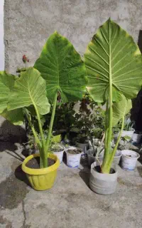 فروش گل بابا آدم
