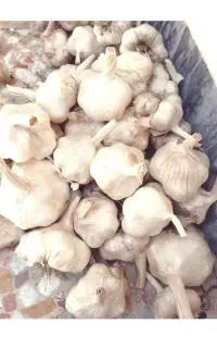 بهترین نوع بذر سیر با ضمانت خرید