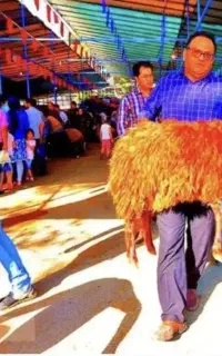 برّه نر ماده*زیرفی بازارطرح تعاونی میش گوسفند+زنده