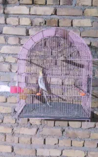 فروش یک عروس هلندی نر و قفس و غیره
