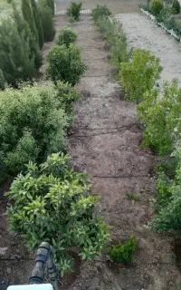کود اوره
