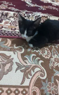 گربه ۳ ماهه خونگی