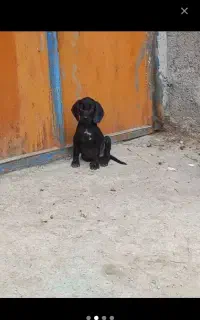 توله بوینتر