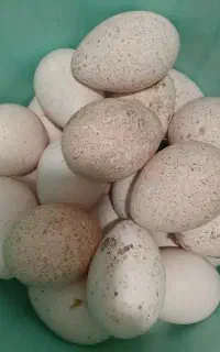تخم بوقلمون نطفه دار