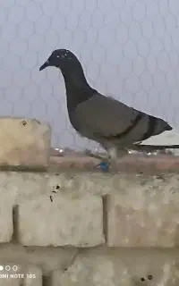 گمشده