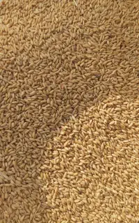 بذر گندم دیم