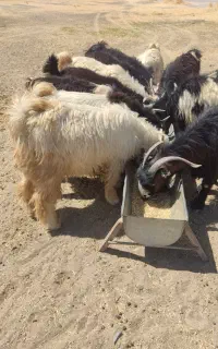۹رس بیگ کشتاری