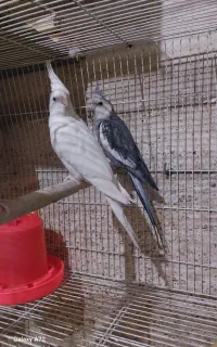 چهارعروس فروشی