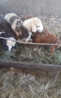گوسفند.بره بومی.ذبح رایگان