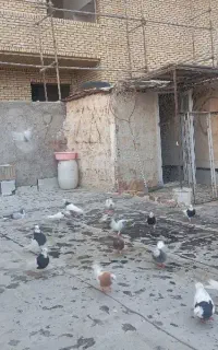 کفتر