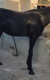 اسب مادیون ترکمن خالص