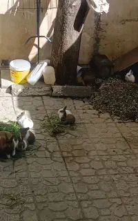 بچه خرگوش