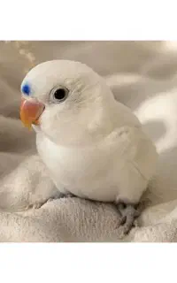 کوتوله البینو خاص