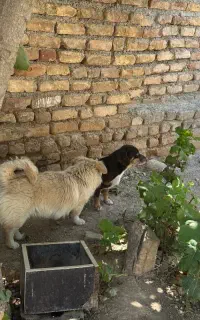 سگ نژاد پامر شیتزو