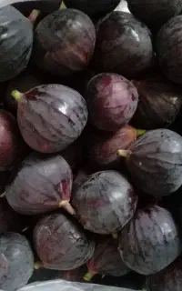 فروش انجیر