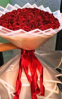 گل رز مآهرو