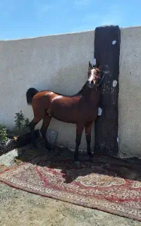 اسب سواریدار