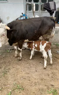 سون تال گاو و گوساله نر