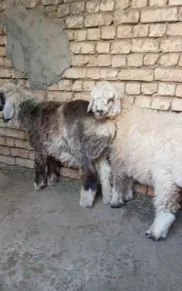 بره نروماده