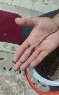 کرم درشت و خیلی درشت