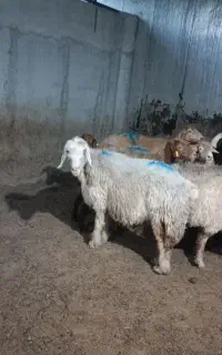 گوسفند میش قسر گوشتی  خیلی خیلی پر گوشت