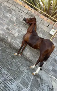 اسب مادیون درهشوری