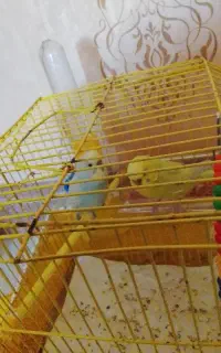 مرغ عشق