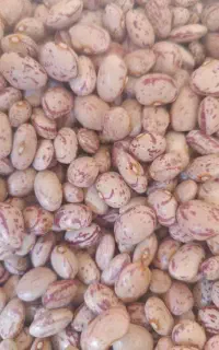 لوبیا چیتی بذری