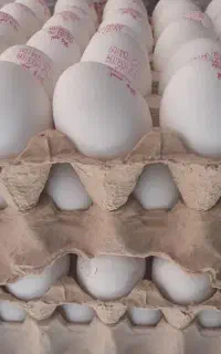 فروش عمده تخم مرغ روز زرده طلایی