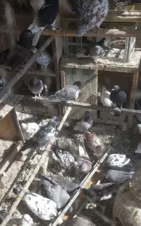 کفتر