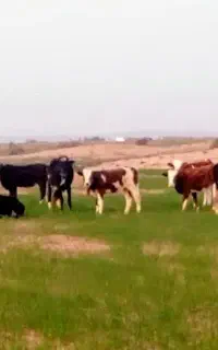 این پنج گاو گم شدن هرکی پیدا کنه خبر بده