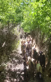 کهره نره ماده