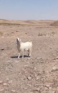 یکساله شیری