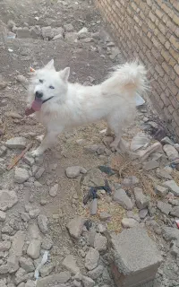 هاسکی سفید برفی