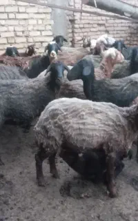 میش بره داشتی