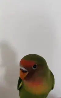 پرنده گمشده