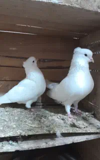 کبوتر