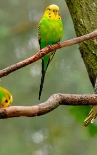 مرغ عشق پیدا شده