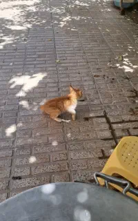 ۳عددتوله گربه تمیز وخانکی