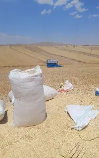 فروش کاه گندم و جو