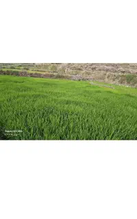 فروش نشای برنج چمپا
