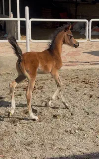 کره نریان عرب دوسروارداتی