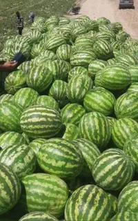 هندوانه مغان